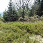 Circulaire de la Tête des Faux